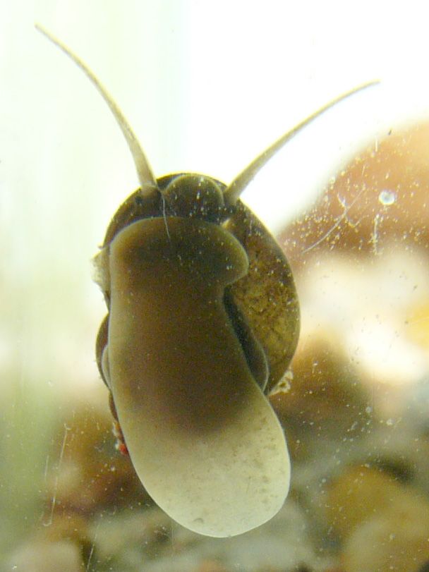 Készítette: Michal Maňas - A feltöltő saját munkája, Közkincs